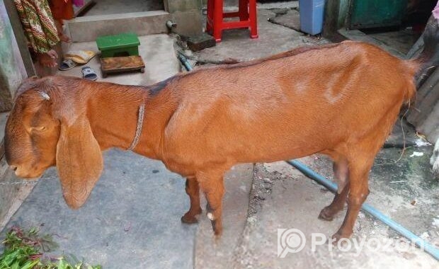 ছাগল বিক্রি করা হবে
