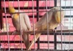লুটিনো কোকাটেল সেল হবে
