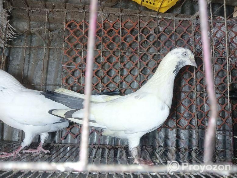 হাই ফ্লায়ার পাকিস্তানি গিরিবাজ কালদম টেডি