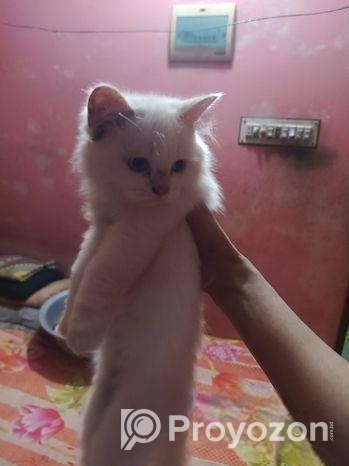 Cat For Sell