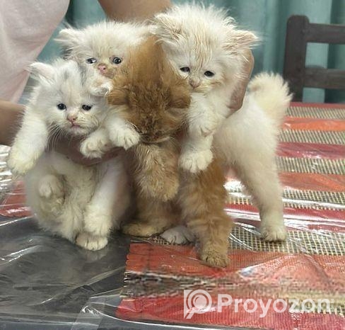 Pure Persian Cat