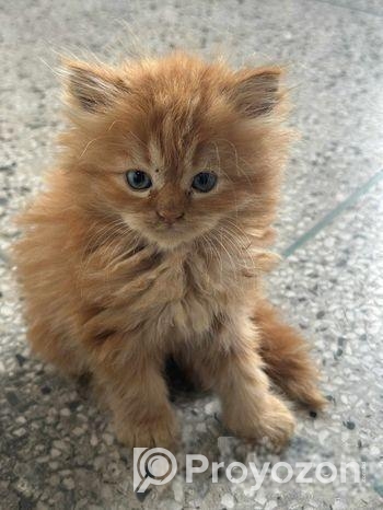 Pure Persian Cat