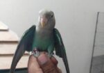 Tem Love Bird