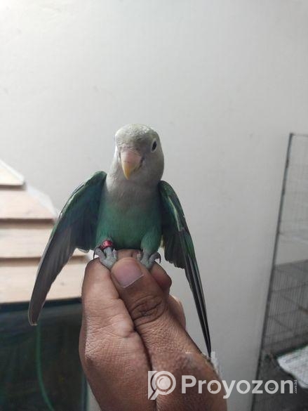 Tem Love Bird