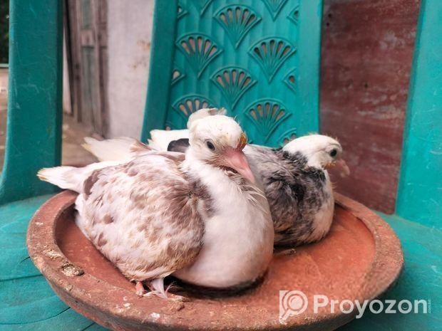দেশি কবুতরের বাচ্চা