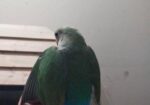 Tem Love Bird
