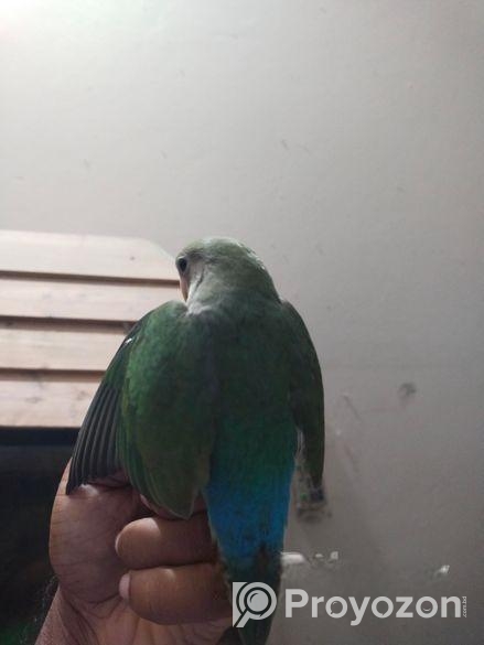 Tem Love Bird