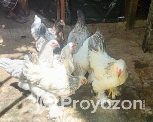 fitted-49_2025-09-28_16-40-56