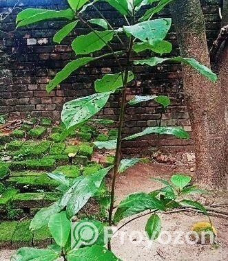 কাঠবাদাম গাছ