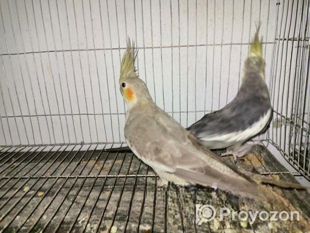 Grey Cockatiel