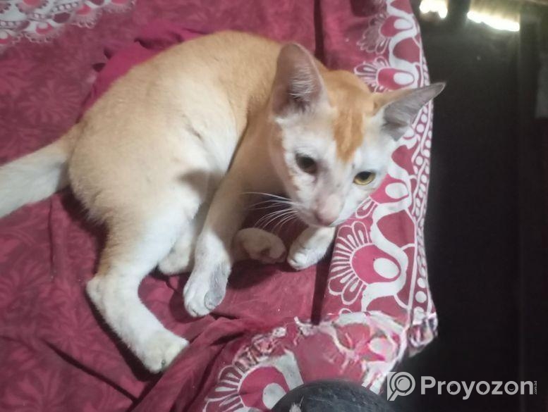 Cat for sale