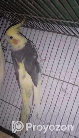 Cocatail Bird