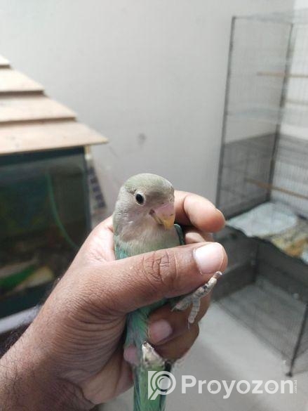 Tem Love Bird
