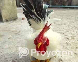 fitted-50_2025-09-27_18-25-24