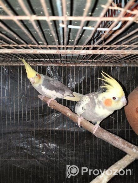 Cocatail Bird