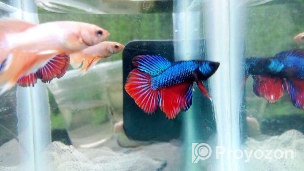 Betta fish baby