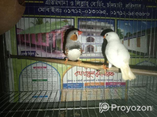ফিন্স পাখি