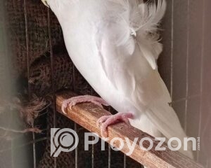 fitted-52_2025-09-28_16-43-53