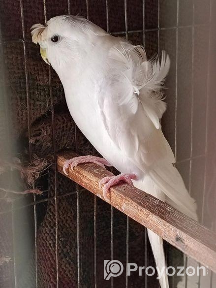 Jp White Df Female