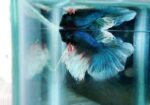 Betta fish baby