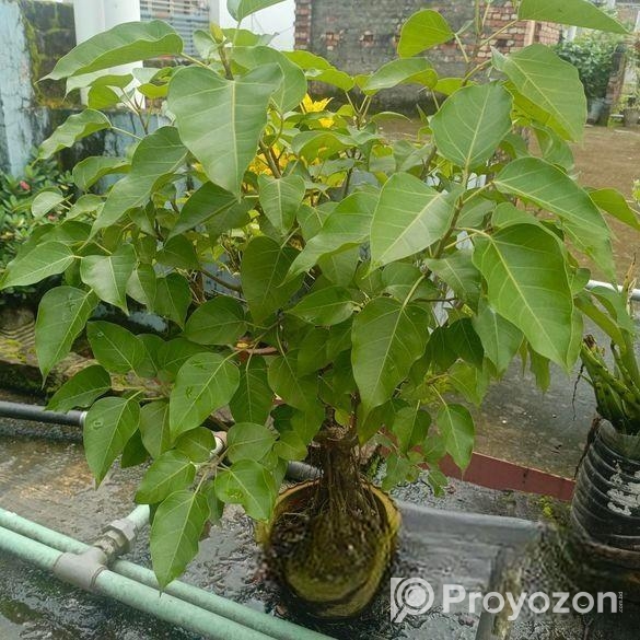 বনসাই গাছ