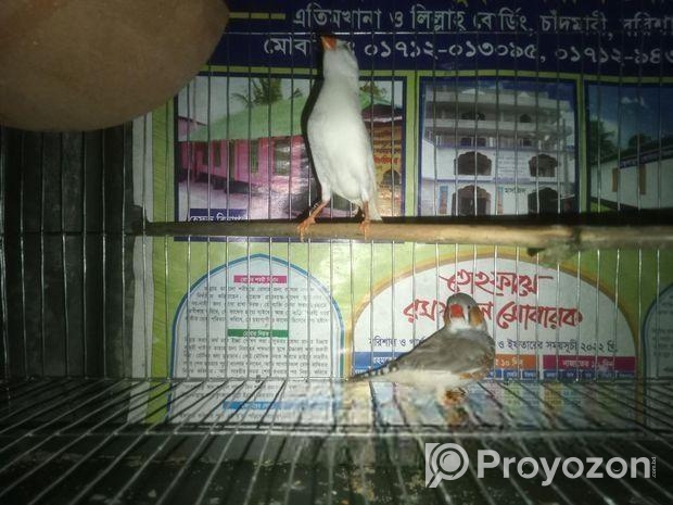ফিন্স পাখি