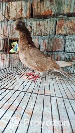 নর কবুতর