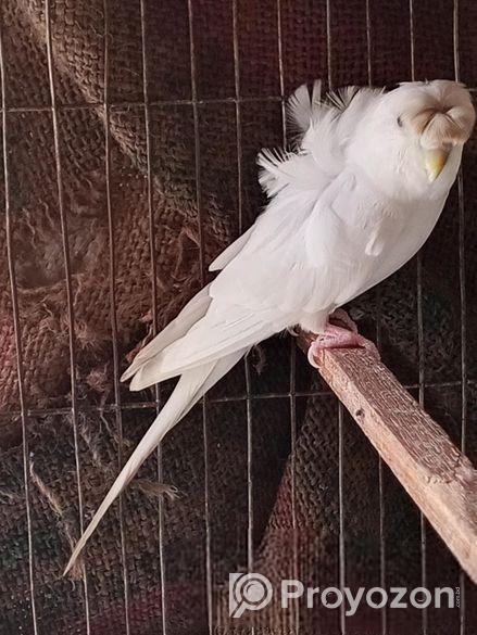 Jp White Df Female