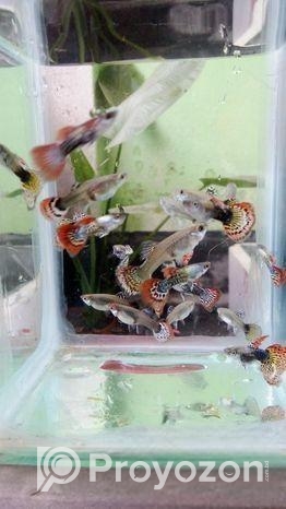 Red Dragon Guppy