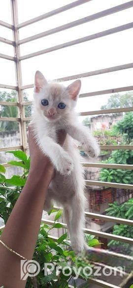 Mixed Bred Male Cat