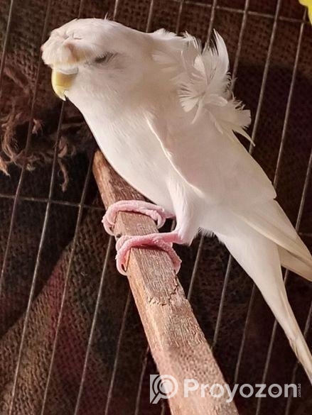 Jp White Df Female