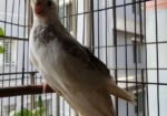 Adult Male Cockatiel