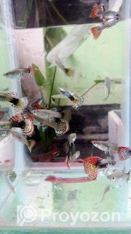 Red Dragon Guppy