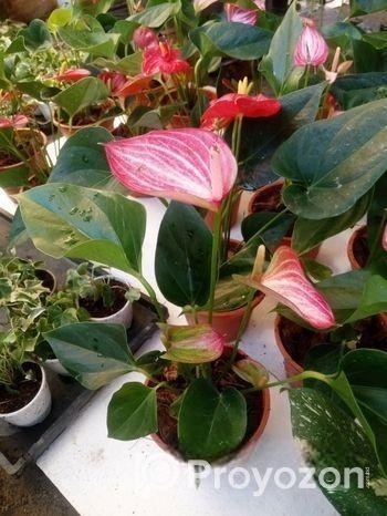 Anthurium gass