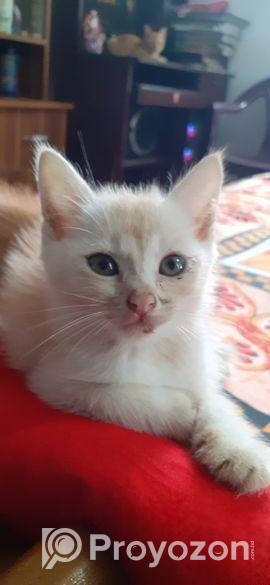 Mixed Bred Male Cat