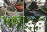Bonsai Tree For Sale