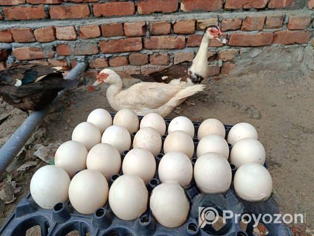 বিজ ডিম
