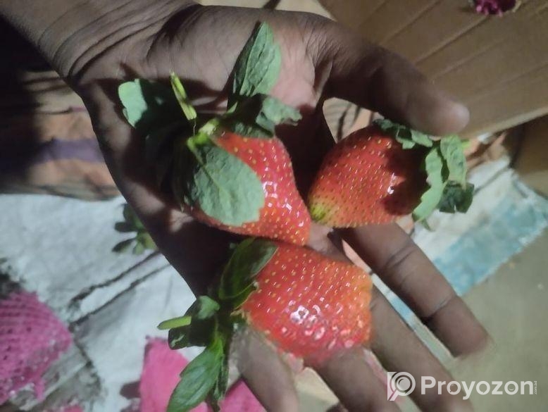Strawberry plant স্ট্রবেরী চারা