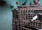 ৩০ জোড়ার মত রানিং কবুতর বিক্রি করা হবে,