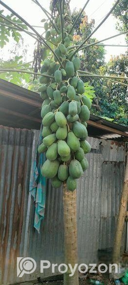 পেঁপে