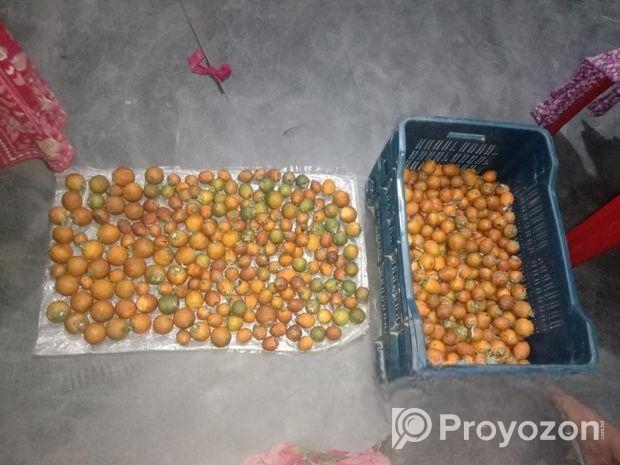 ১ কুড়ি দেশি গাছ পাকা সুপারি