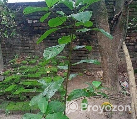 কাঠবাদাম গাছ