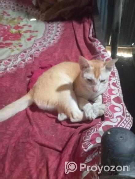 Cat for sale