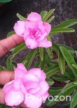 বিভিন্ন ধরনের বাহারি গাছ আছে
