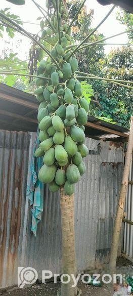 পেঁপে