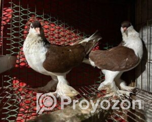 fitted-60_2025-09-29_10-35-51