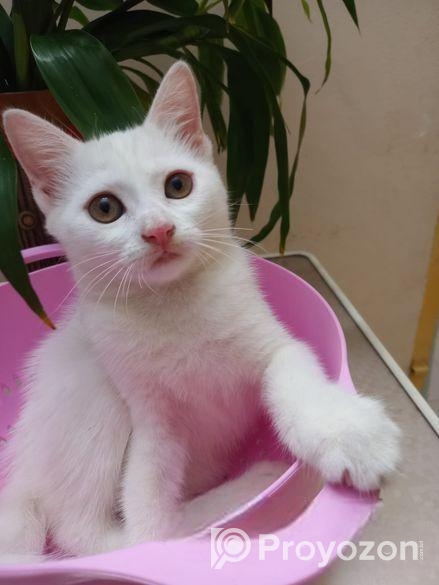 Mixed Breed Female Cat