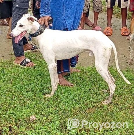 Sarail Hound