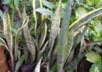 বিভিন্ন ধরনের বাহারি গাছ আছে