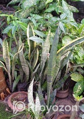 বিভিন্ন ধরনের বাহারি গাছ আছে